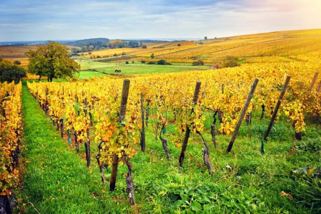 Appartement Cosy - Centre De Barr - Route Des Vins エクステリア 写真